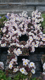 Primula Garryard Guinevere - 8cm pot 